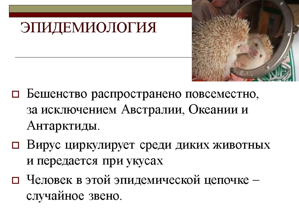 ЭПИДЕМИОЛОГИЯ Бешенство распространено повсеместно, за исключением Австралии, Океании и Антарктиды. Вирус циркулирует среди диких